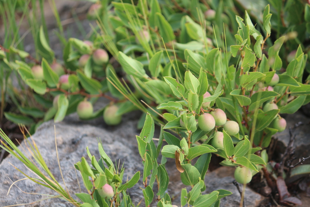 Ziziphus zeyheriana in fruit